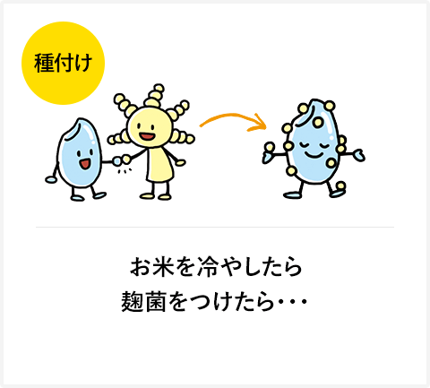 お米を冷やしたら麹菌をつけたら・・・
